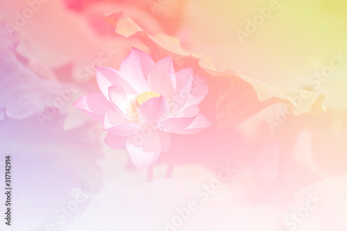 Fototapeta Naklejka Na Ścianę i Meble -  Pink lotus background image select focus