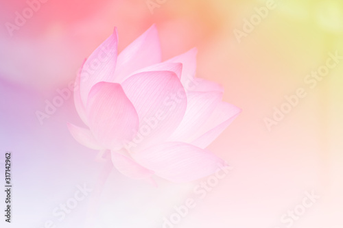 Pink lotus background image select focus