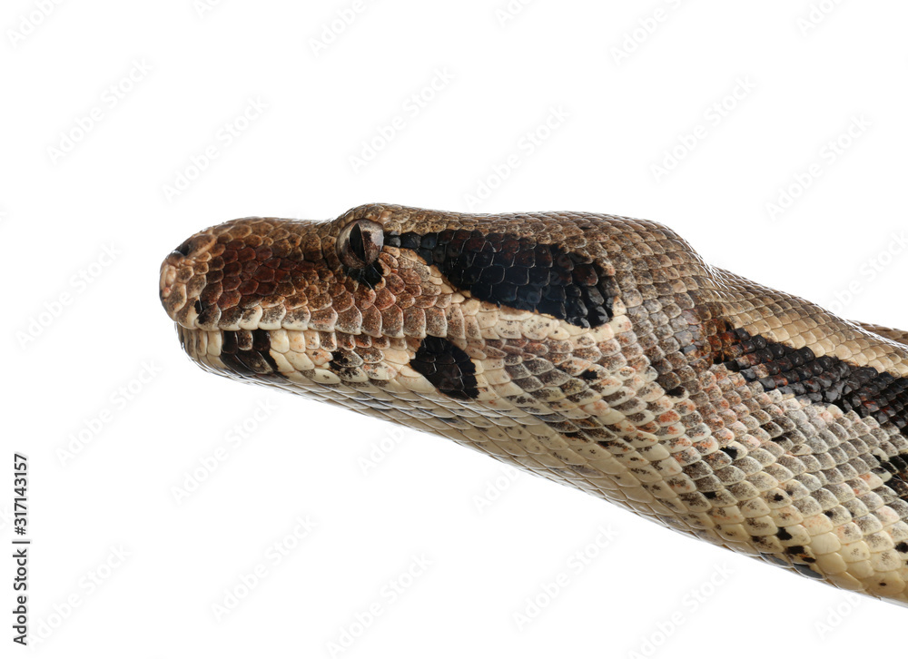 Obraz premium Brown boa constrictor on white background, closeup