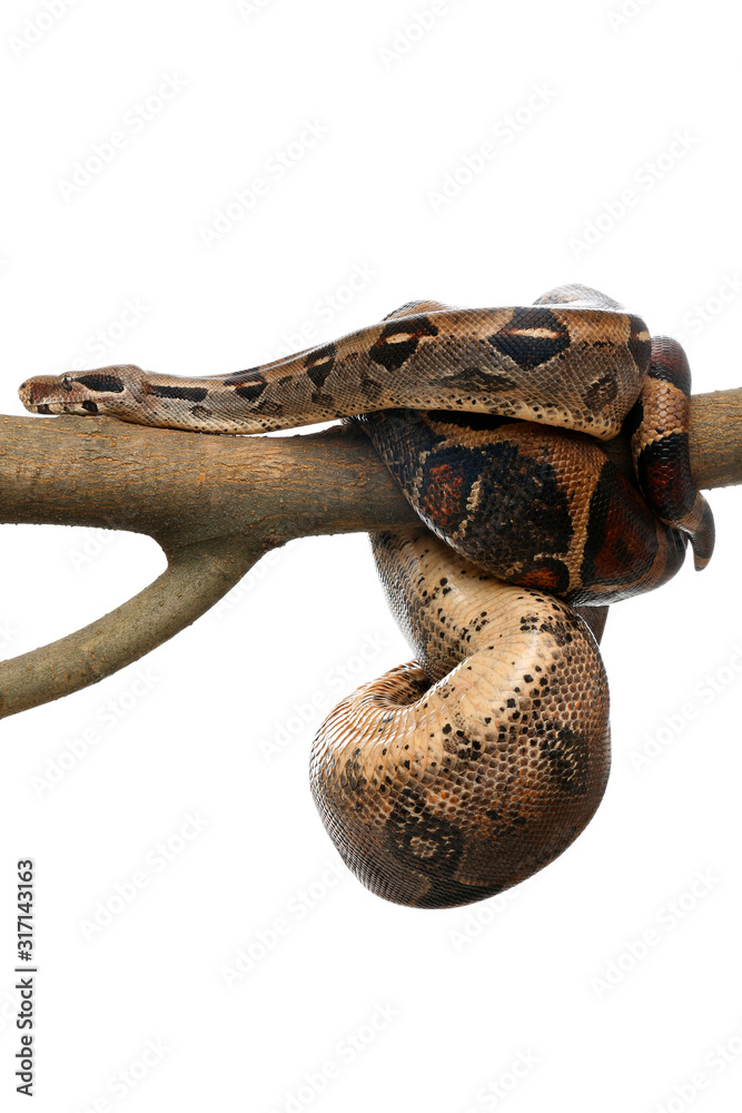 Brown boa constrictor on tree branch against white background Brown boa constrictor on tree branch against white background