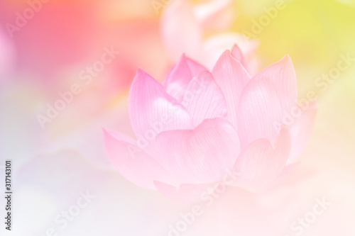 Pink lotus background image select focus