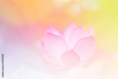 Pink lotus background image select focus