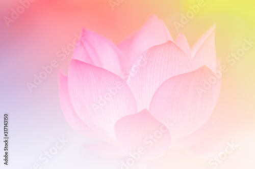 Pink lotus background image select focus