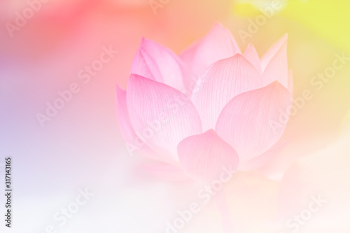 Pink lotus background image select focus