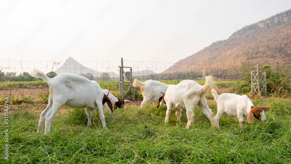 Obraz premium The baby goats on the farm are eating grass to grow into milk goats.
