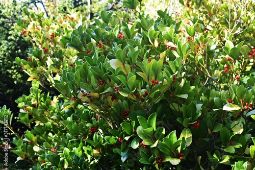 Wintergreen (Gaultheria Procumbens) with red berries. It is a small, low-growing shrub, in the family Ericaceae.