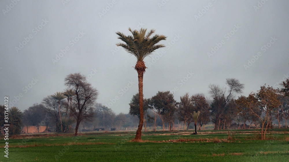 Obraz premium palm trees at sunset