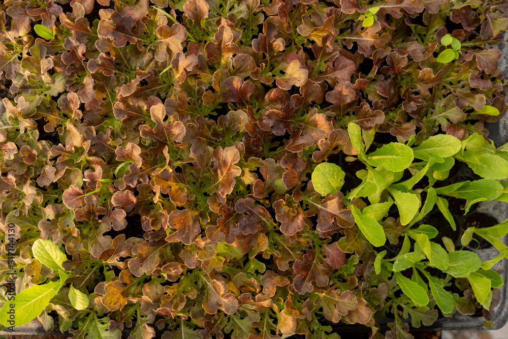 Organic vegetables in an open-air outdoor area Is a safe vegetable and has a high price.