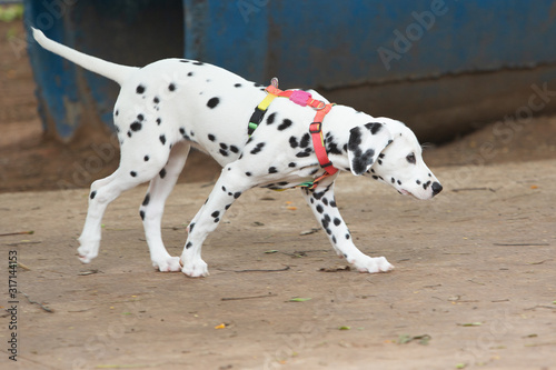 A Dalmatian sniffing