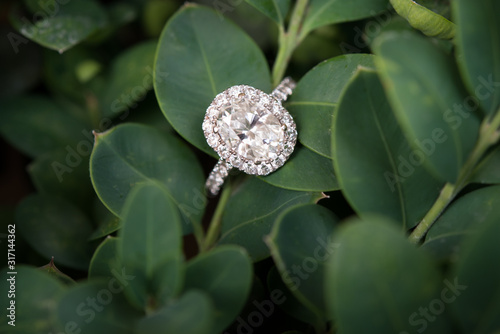 Cuadro en lienzo Diamond Engagement Wedding Ring on Green Plant Stem