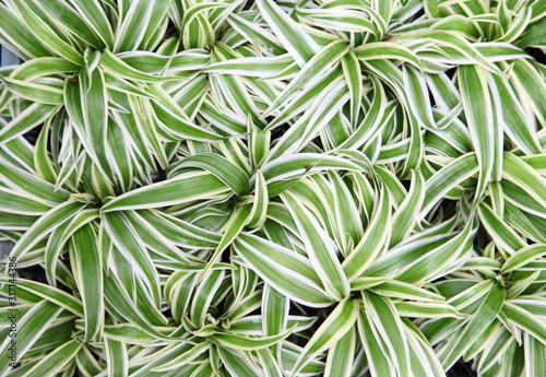 Close up of the fresh leaves of the chlorophytum 