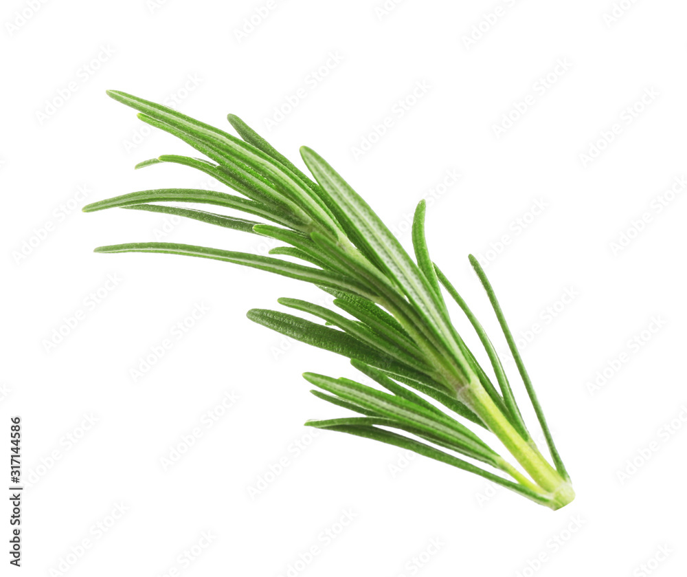 Fototapeta premium Fresh green rosemary isolated on white. Aromatic herb