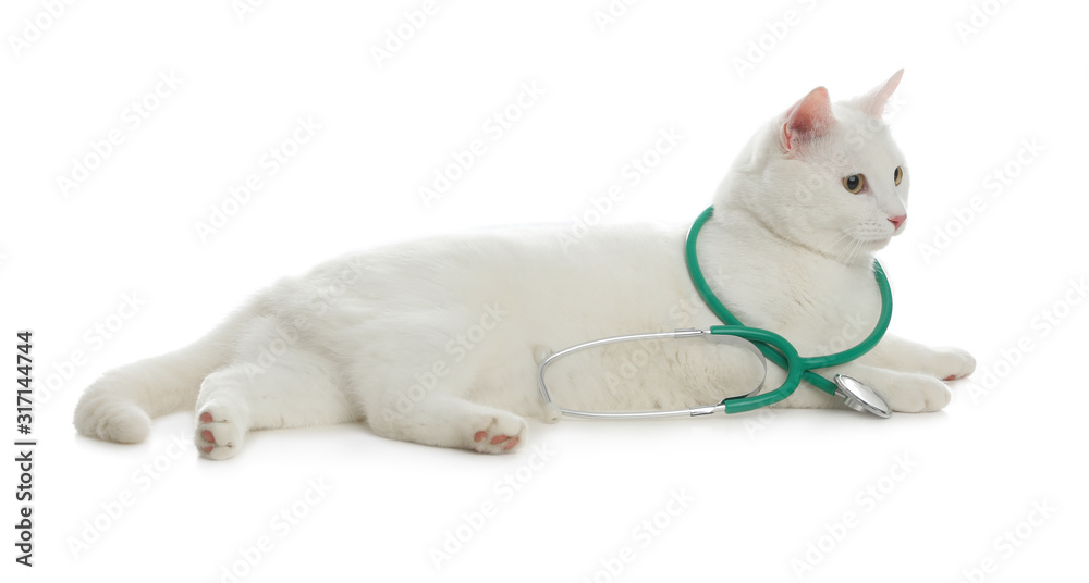 Cute cat with stethoscope as veterinarian on white background Cute cat with stethoscope as veterinarian on white background