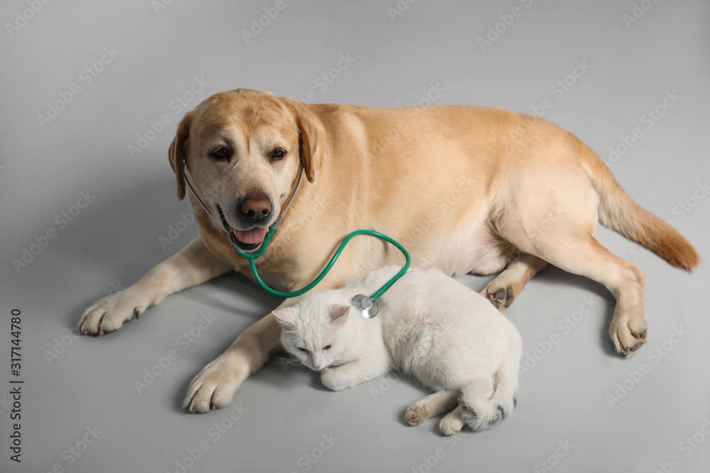 Cute Labrador dog with stethoscope as veterinarian and cat on grey background Cute Labrador dog with stethoscope as veterinarian and cat on grey background