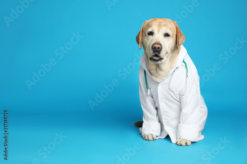 Cute Labrador dog in uniform with stethoscope as veterinarian on light blue b...