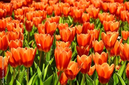 Closeup of tulips in the garden in Amsterdam  Holland  Netherlands