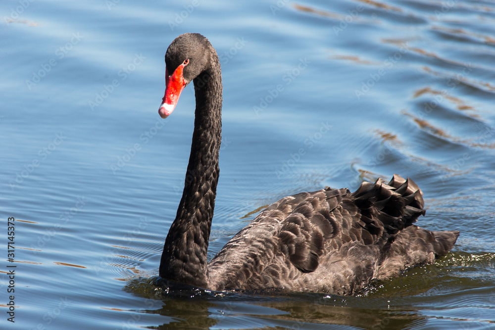Obraz premium swan on the lake