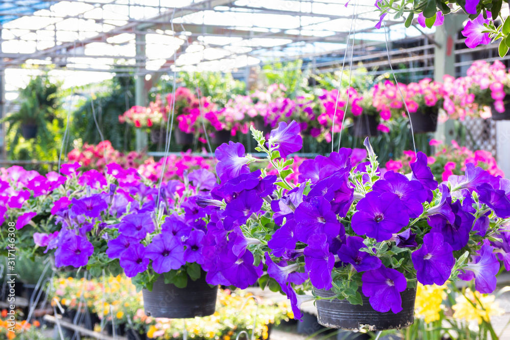 Market for sale plant in pots