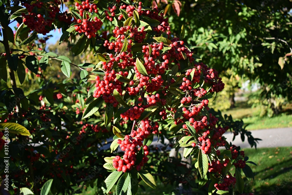 Branches with Red Berries of Cotoneaster frigidus. It is a deciduous tree or shrub, a species of flowering plant in the genus Cotoneaster of the family Rosaceae. Branches with Red Berries of Cotoneaster frigidus. It is a deciduous tree or shrub, a species of flowering plant in the genus Cotoneaster of the family Rosaceae.