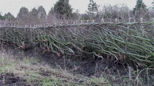 Hedge correctly laid using the skilful method of hedge laying by experienced rural craftsmen. photo