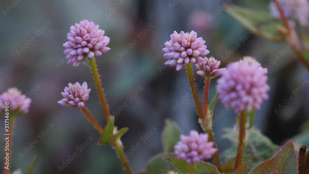 beautiful lilac pink flower macro beautiful lilac pink flower macro