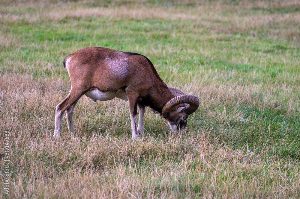 Naklejka premium Wild mouflon sheep, one male grazing on pasture in daylight, green meadow, wild animals