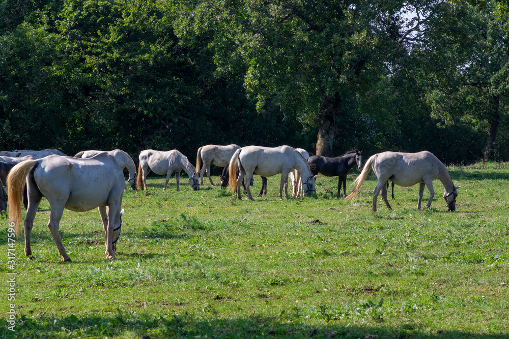 Lipizzaner horses grazing on Lipica pasture, group of beautiful animal from famous horse breeding Lipizzaner horses grazing on Lipica pasture, group of beautiful animal from famous horse breeding