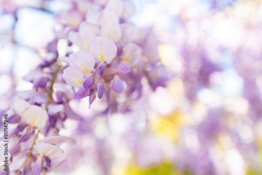 Wisteria, always so spectacular. Wisteria, always so spectacular.