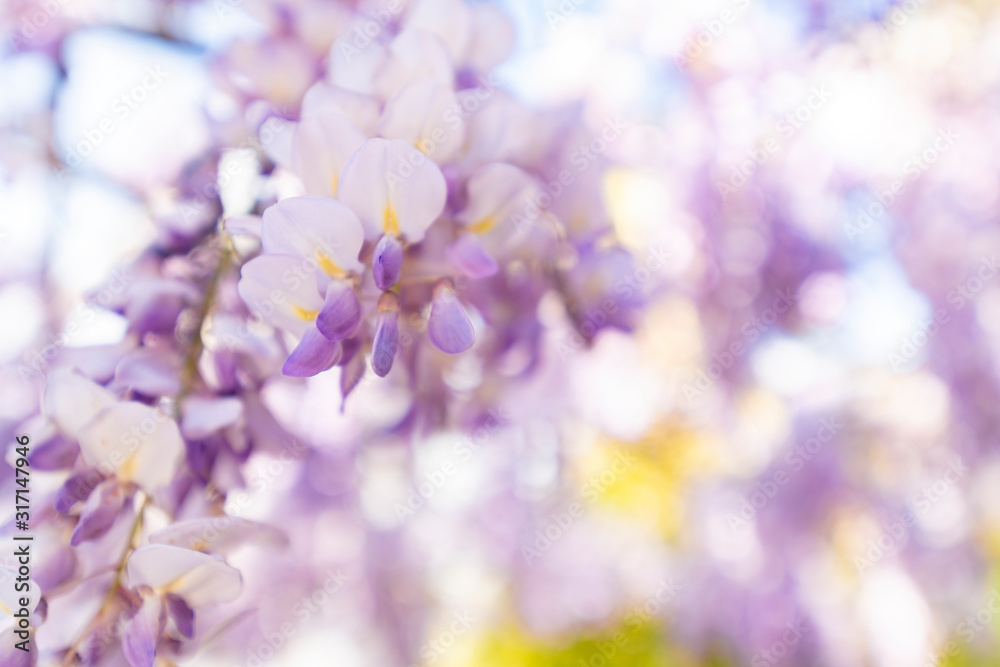 Wisteria, always so spectacular.