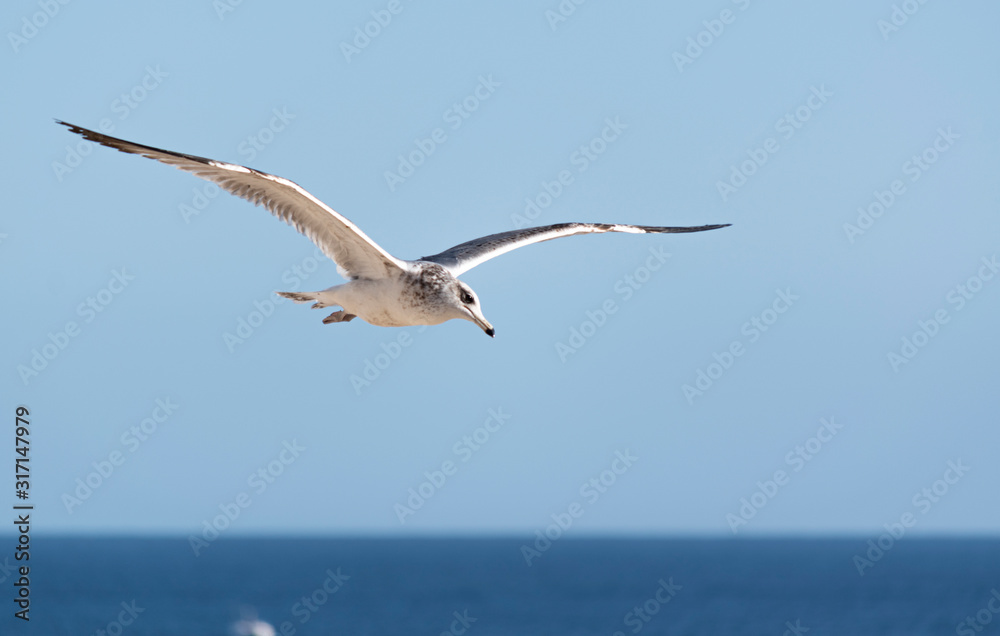 Obraz premium Flying bird 