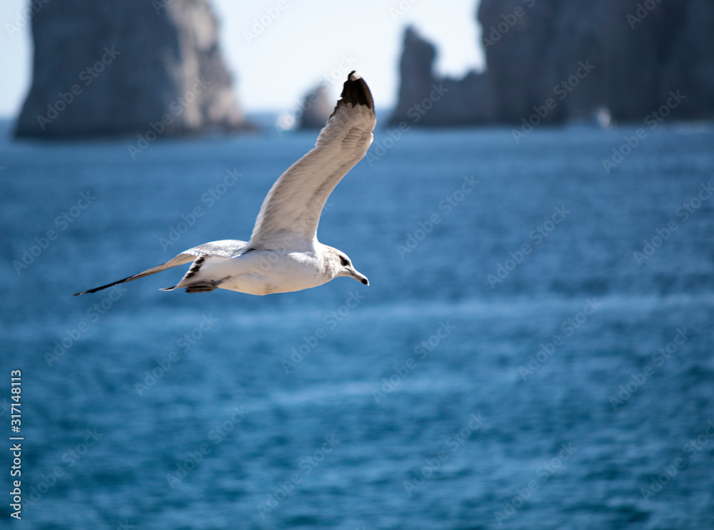 Fototapeta premium Flying bird 
