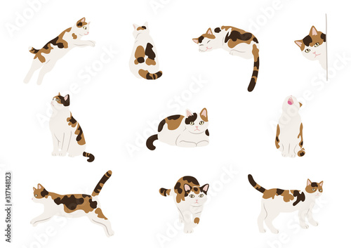 Calico cats