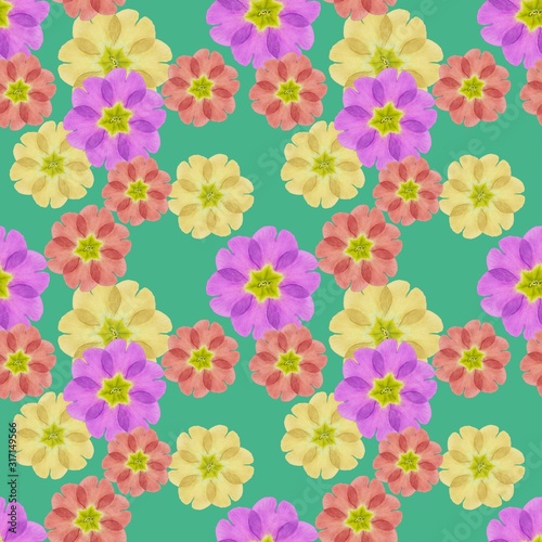 Primula, primrose. Illustration, texture of flowers. Seamless pattern for continuous replicate. Floral background, photo collage for production of textile, cotton fabric. For use in wallpaper, covers