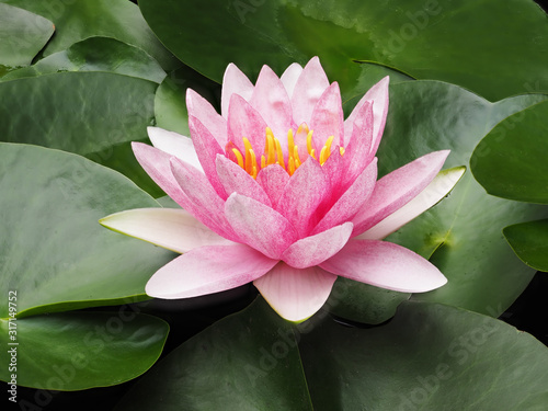 lotus or water lily in pond