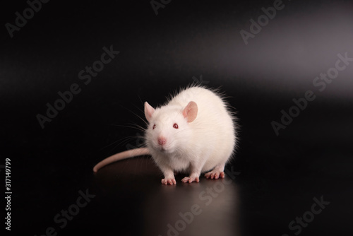 White furry rat © Шамиль Алиев