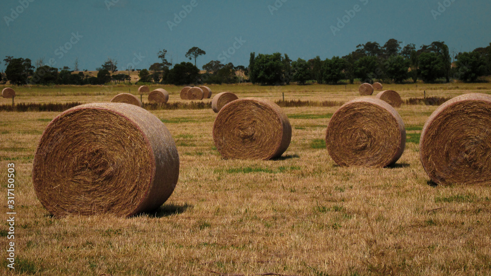 Sunny day on a rural landscape with hay bales on the trimmed dried grass field with green trees in the background. Taken during the trip towards Venus Bay, VIC, Australia Sunny day on a rural landscape with hay bales on the trimmed dried grass field with green trees in the background. Taken during the trip towards Venus Bay, VIC, Australia