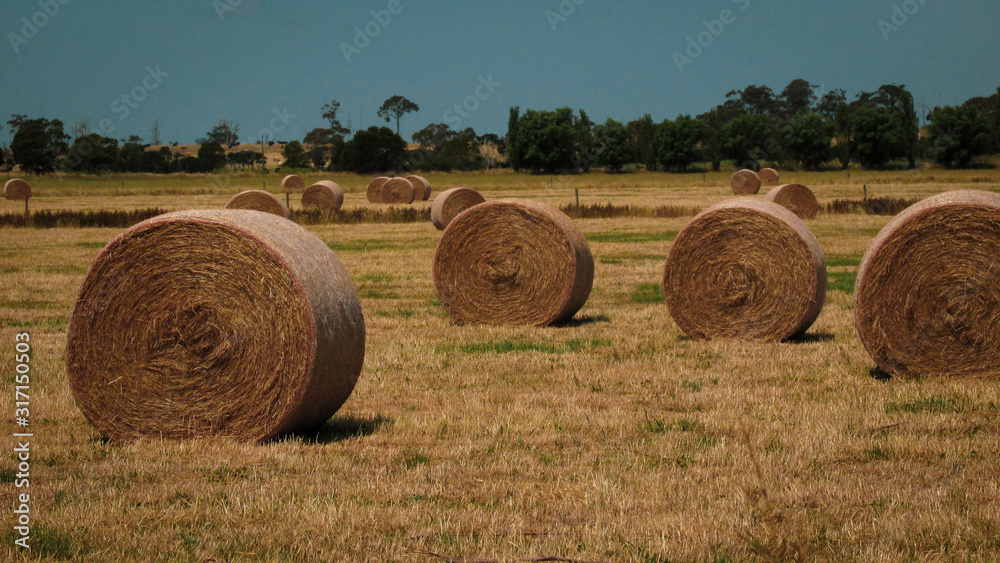 Sunny day on a rural landscape with hay bales on the trimmed dried grass field with green trees in the background. Taken during the trip towards Venus Bay, VIC, Australia