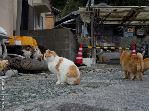 愛媛県　大洲市　あおしま　　アオシマの猫 © sido