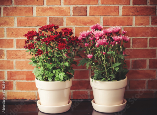 red and pink Chrysanthemums in plant pots on black table and brick wall background.gardening concept © Phuttharak