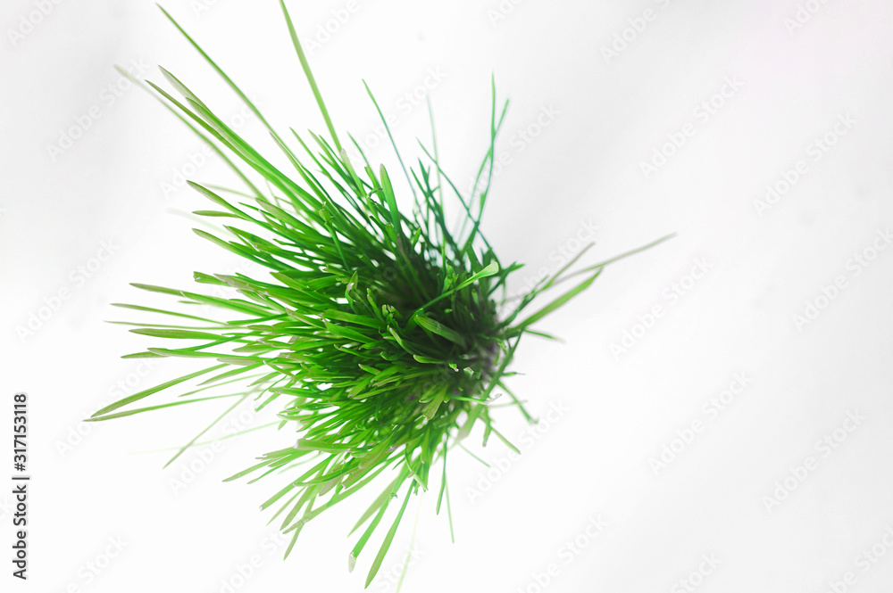 fresh bright green grass growing from a glass of the house, lies to the left in the corner on a clean white background, it is possible to insert an inscription or element