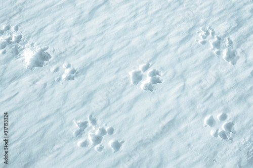 deep tracks of dog in pure white fluffy snow, unusual snow cover of white color consisting of fluffy snow and crystallized ice on top © Aleksandra