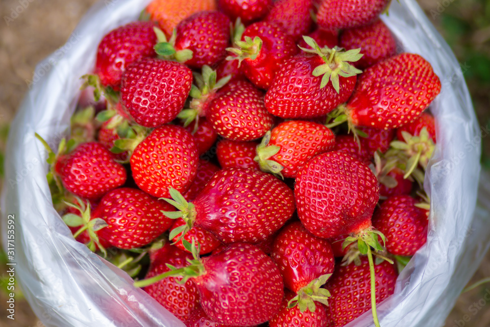 Hand picked strawberries in a strawberry farm around Auckland NZ Hand picked strawberries in a strawberry farm around Auckland NZ