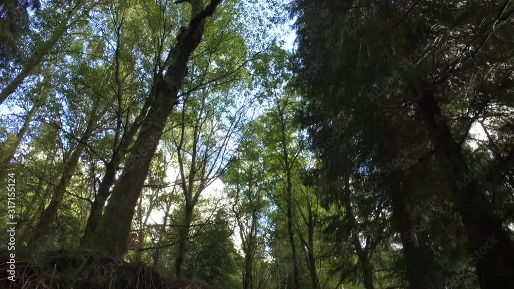 sun light in tree forest mountain steady shot sun light in tree forest mountain steady shot