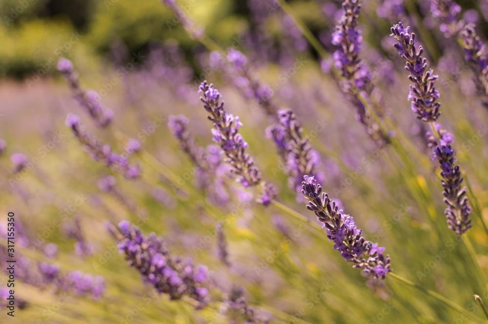 Obraz premium Beautiful purple lavender flower in field with butterflies