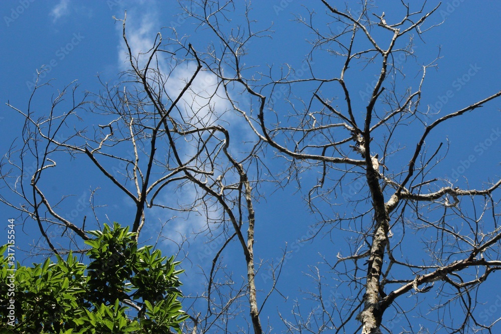 tree and sky