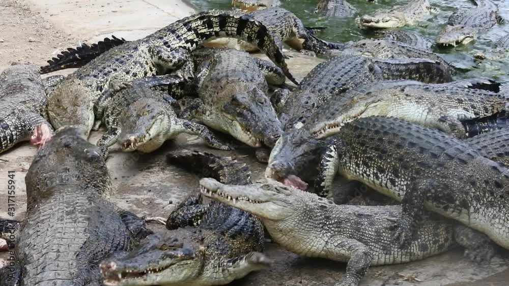 dozens of ferocious crocodiles eat meat dozens of ferocious crocodiles eat meat