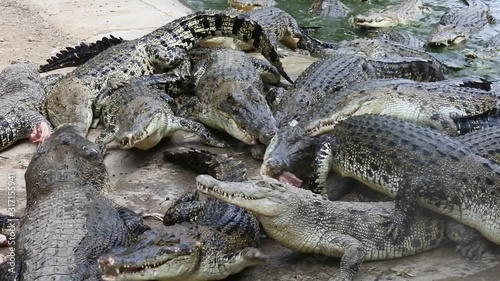 dozens of ferocious crocodiles eat meat