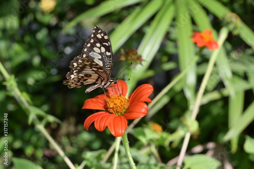 beautiful butterfly on orange flower in morning day
