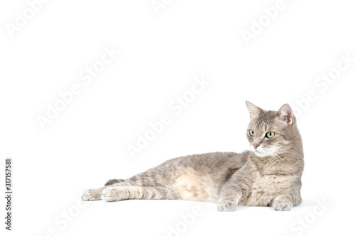 Adult tabby cat lying isolated on white background