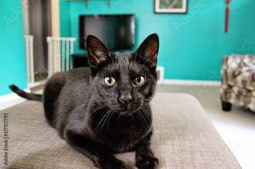 Black Cat Attack